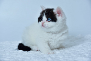 British kittens (3 valokuva sivusta 3)