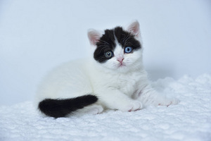 British kittens (2 valokuva sivusta 7)