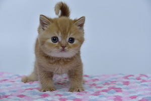 British kittens (7 valokuva sivusta 7)