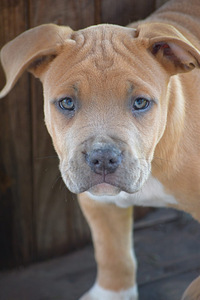 AMSTAFF (8 foto no 9)