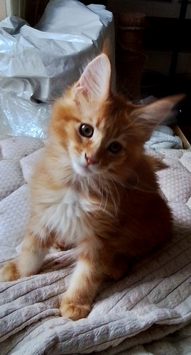 Maine Coon