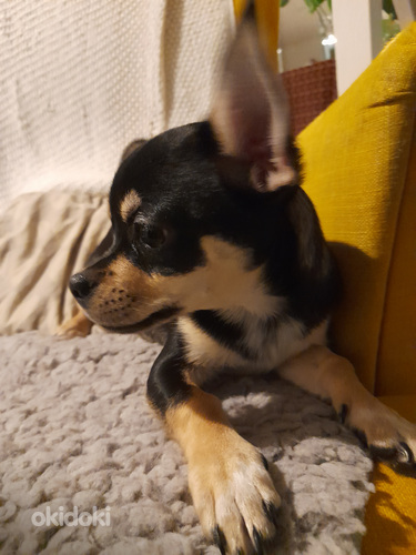 Chihuahua mix (valokuva #1)