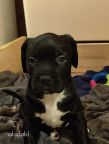 Americanbully mix (valokuva #2)