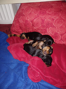 Yorkshire'i ja Mini vene Toy segu kutsikad (1 foto / 1)