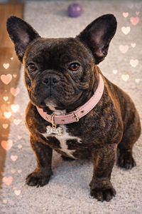 Prantsuse buldog otsib peikat (1 foto / 1)