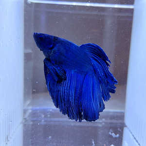 Сиамская бойцовая рыбка (Betta splendens) (1 фото из 4)