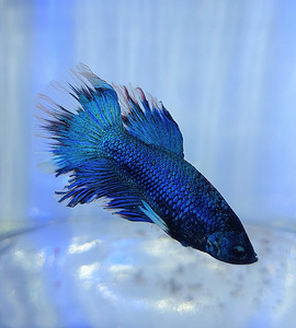 Сиамская бойцовая рыбка (Betta splendens) (1 фото из 5)