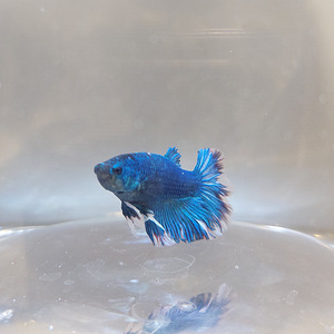 Сиамская бойцовая рыбка (Betta splendens) (3 фото из 5)