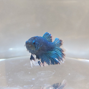 Сиамская бойцовая рыбка (Betta splendens) (4 фото из 5)