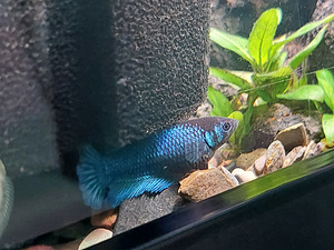 Siamese fighting fish (Betta splendens) - females (3 foto / 6)