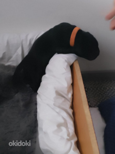 Cane corso pentuja (7 sivusta 10)
