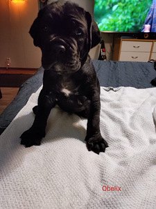 Cane corso pentuja