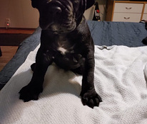 Cane corso pentuja