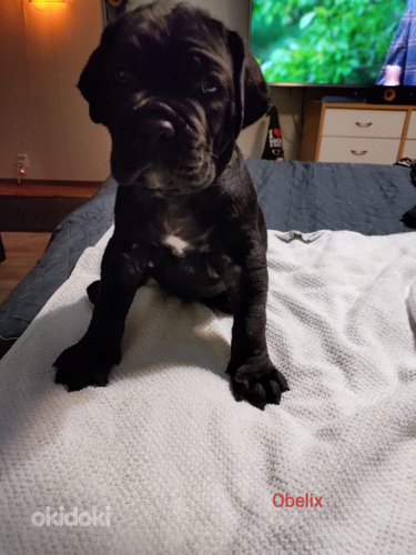 Cane corso pentuja (valokuva #1)