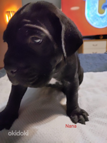 Cane corso pentuja (2 sivusta 10)