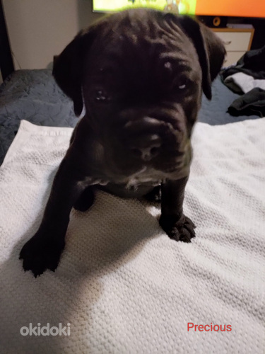 Cane corso pentuja (3 sivusta 10)