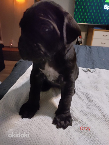 Cane corso pentuja (5 sivusta 10)