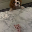 Cavalier King Charles spaniel (valokuva #1)