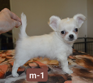 Chihuahua kutsikad. (5 foto / 5)