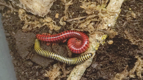Millipede/ tuhatjalg