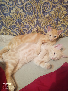 Котята породистые (2 фото из 6)