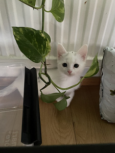 Älykkäitä ja sisäsiisteiä pentuja valloittamaan sydämmiä! (3 valokuva sivusta 9)