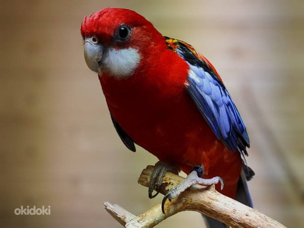 Rosella