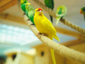 Какарики