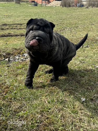 Щенки шарпея!