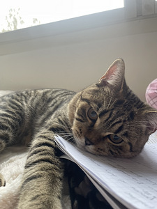 Kissa (2 valokuva sivusta 4)