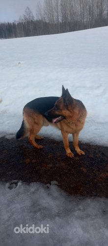 Sakemanni bordercollie mix pentuja (valokuva #3)