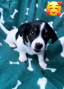 Segaverelised väikese koera kutsikad (1 foto / 7)