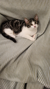 Kissanpennut (3 valokuva sivusta 5)