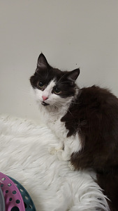 Söpöjä ystävällisiä kissanpentuja (4 valokuva sivusta 8)