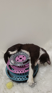 Söpöjä ystävällisiä kissanpentuja (3 valokuva sivusta 8)