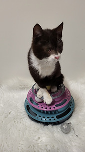 Söpöjä ystävällisiä kissanpentuja (2 valokuva sivusta 8)