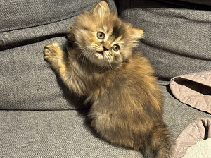 Scottish straight kissanpennut (2 valokuva sivusta 4)