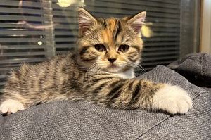 Scottish straight kissanpennut (3 valokuva sivusta 4)