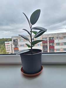 Kummipuu (Ficus elastica) (2 foto / 3)
