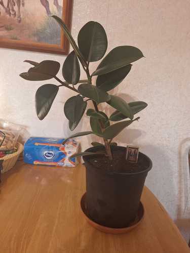 Фикус каучуконосный (Ficus elastica)