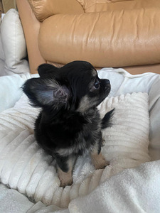 Продаётся очаровательная девочка ЧИХУАХУА 2,5 месяца (1 фото из 8)