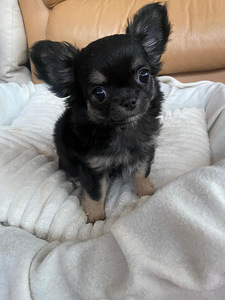 Продаётся очаровательная девочка ЧИХУАХУА 2,5 месяца (2 фото из 8)