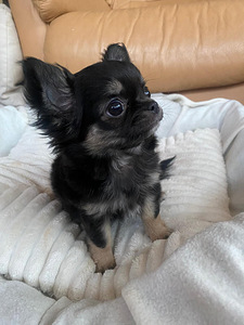 Продаётся очаровательная девочка ЧИХУАХУА 2,5 месяца (6 фото из 8)