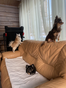 Продаётся очаровательная девочка ЧИХУАХУА 2,5 месяца (7 фото из 8)