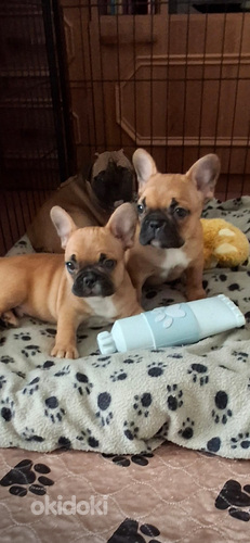 Franču buldodziņš.