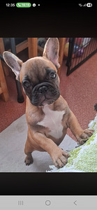 Franču buldodziņš. (1 foto no 1)