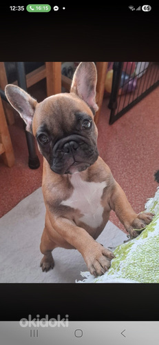 Franču buldodziņš.