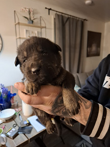 Kaukaisijanpaimen/tanskandoggi/saksanpaimen (3 valokuva sivusta 6)