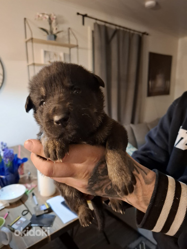 Kaukaisijanpaimen/tanskandoggi/saksanpaimen (3 sivusta 6)