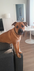 Myydään koira (4 valokuva sivusta 4)